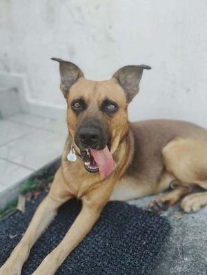 Adopter Karamelo