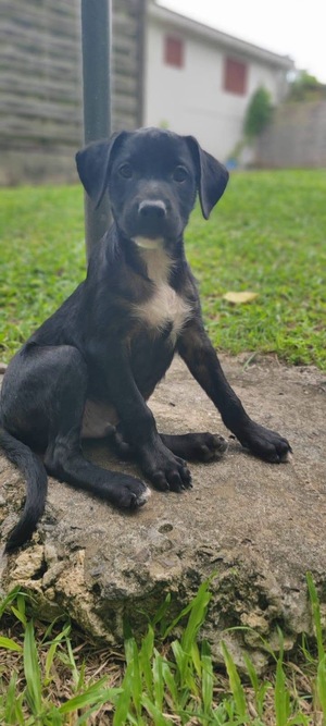 Adopter Bongo