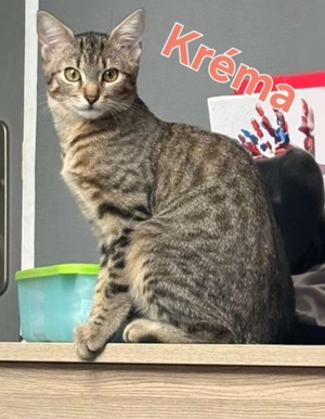 Adopter KREMA