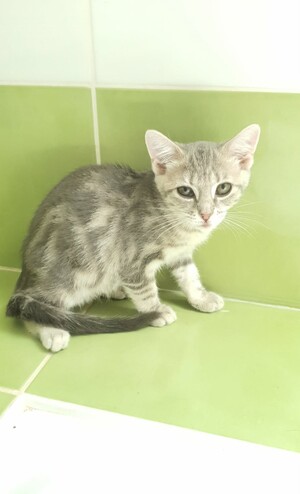 Adopter Baklava