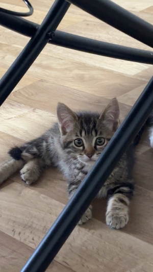 Adopter TIGRIS