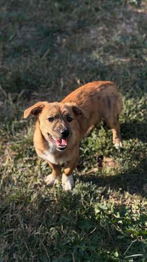 Adopter Rise