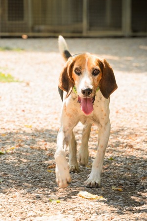 Adopter OTY