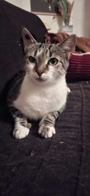 Adopter Bulma
