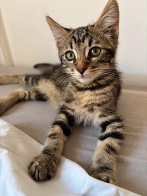 Adopter BONBON