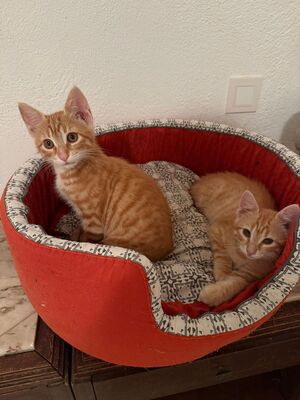 Adopter BRIDGET et ARCHIBALD