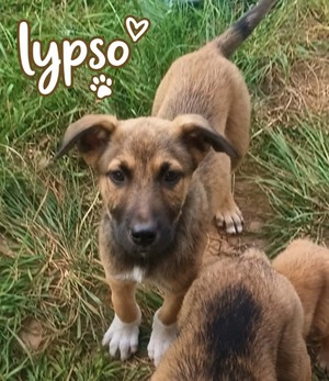 Adopter Lypso