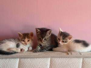 Adopter Lô, Chipie et Asanté