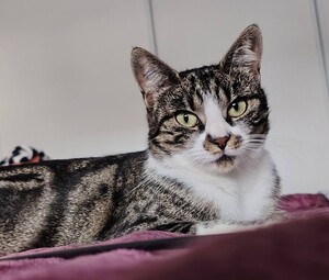 Adopter Zoya