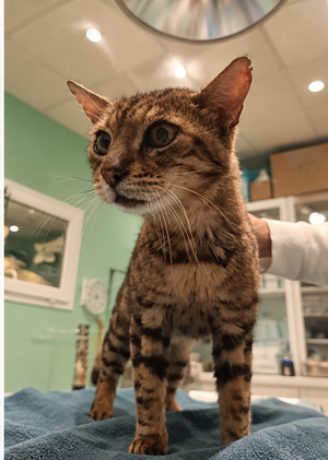 Adopter Leopold