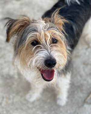 Adopter Mocho 