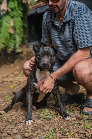 Adopter Tyson