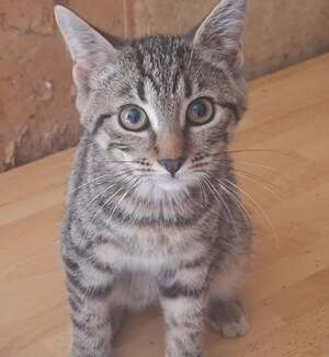 Adopter BONNY