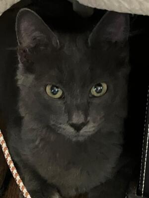 Adopter Blum
