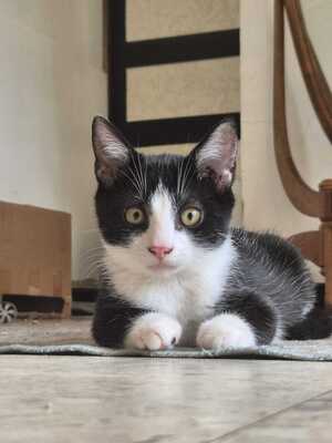 Adopter Stomy