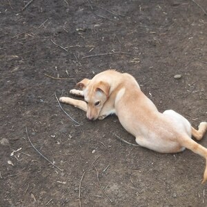 Adopter Elmo