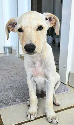 Adopter Appolo