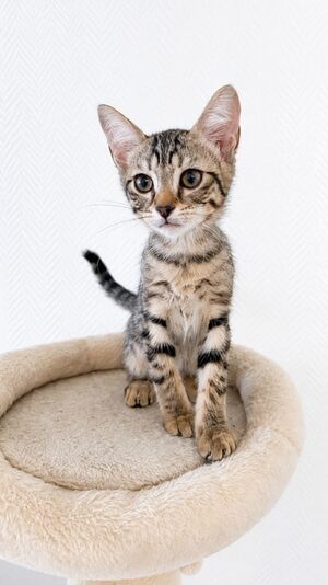 Adopter Onyx