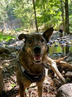 Adopter Kimi