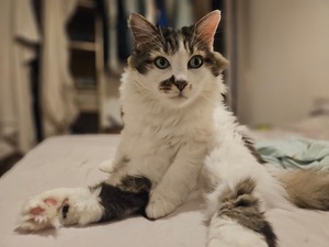 Adopter Hopper