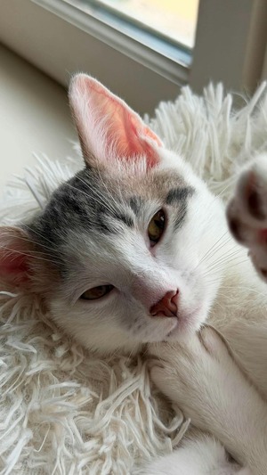 Adopter Lô -