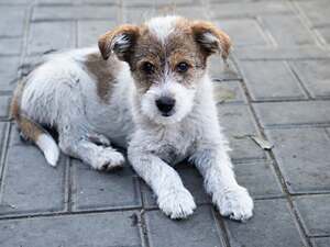 Adopter Guimauve