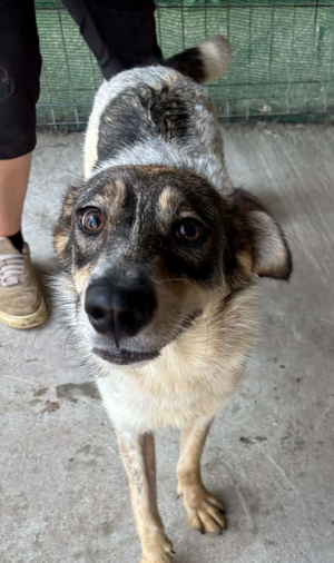 Adopter Dune
