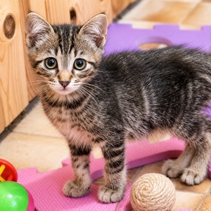 Adopter MIGNON