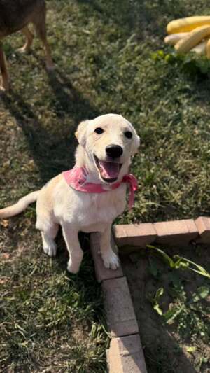 Adopter Isidore