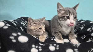 Adopter BONNIE et CLYDE