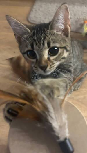 Adopter Opale