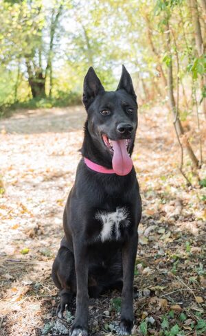 Adopter Rosco