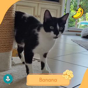 Adopter Banana