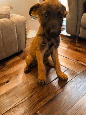 Adopter Yaska