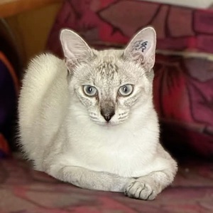Adopter Marjolaine