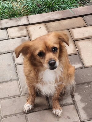 Adopter Rita