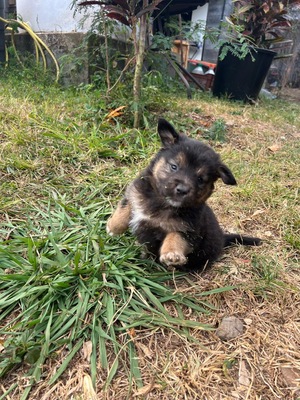 Adopter Picolo