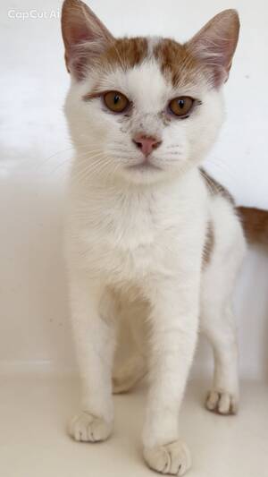 Adopter NINA