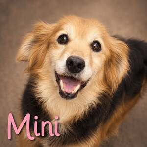 Adopter Mini