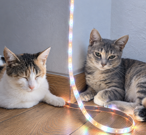 Adopter Bo & Saria