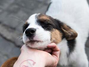 Adopter Irene