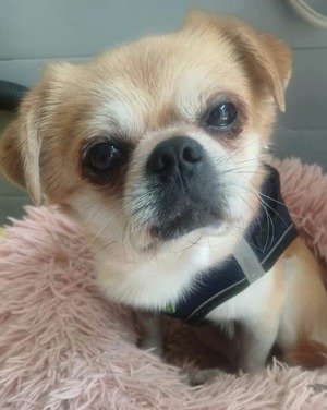 Adopter Roby