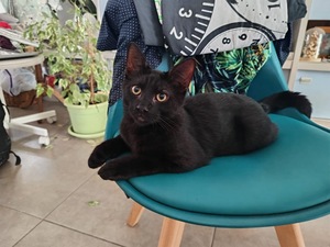 Adopter Broadway