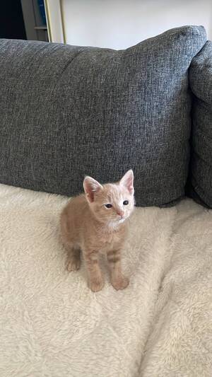 Adopter Buzz