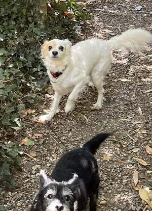 Adopter Lili et Lulu