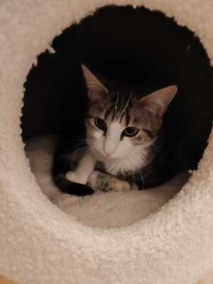Adopter Boulette