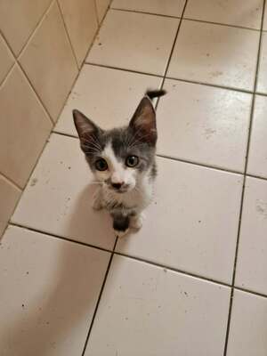 Adopter Baloo