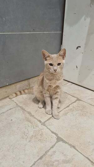 Adopter JIM