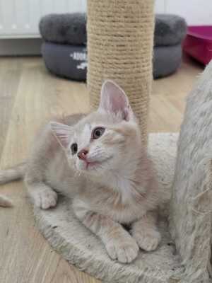 Adopter Mao
