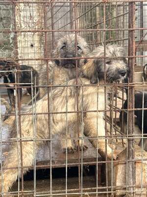 Adopter Chiots